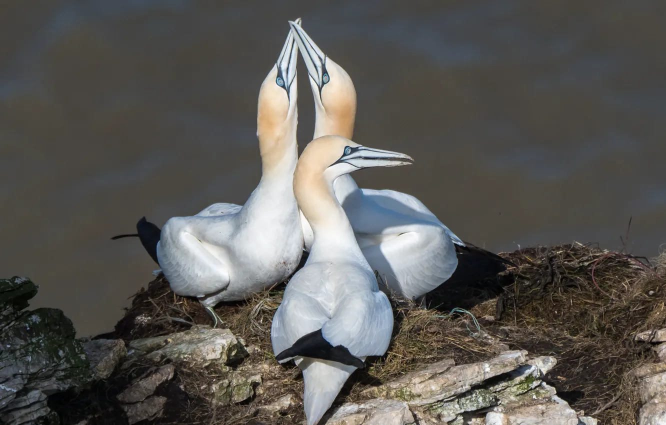 Photo wallpaper birds, trio, gannets