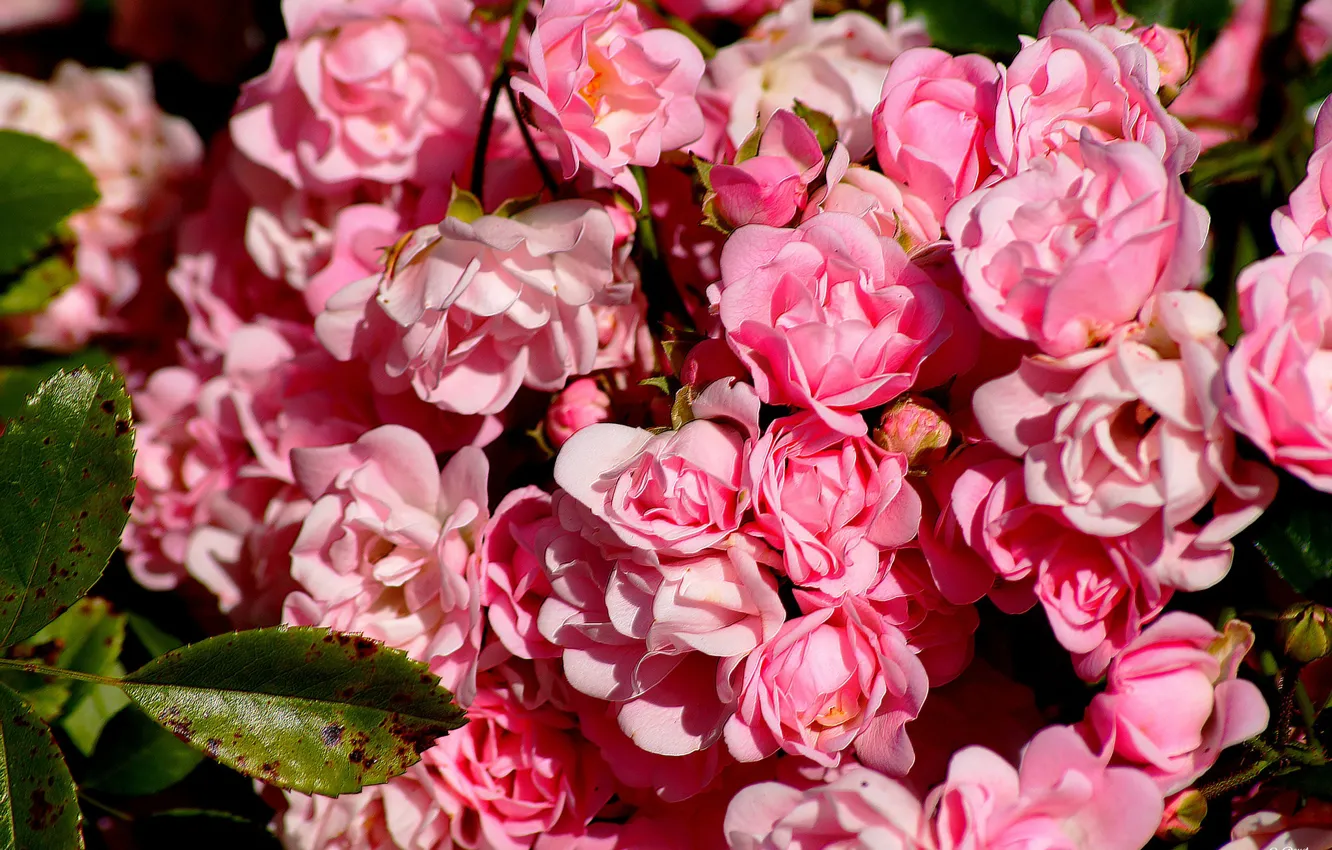 Photo wallpaper pink, roses, petals