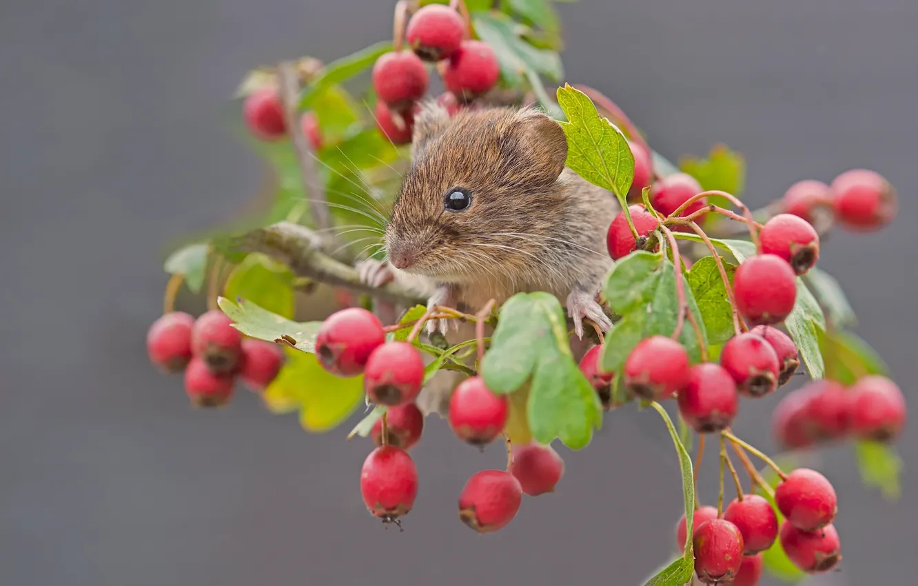 Photo wallpaper macro, berries, branch, mouse, rodent, hawthorn, Bank vole
