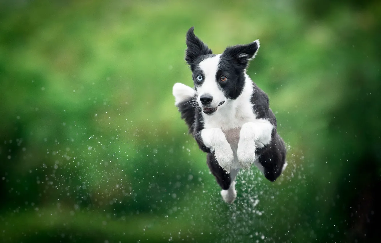 Photo wallpaper each, jump, dog