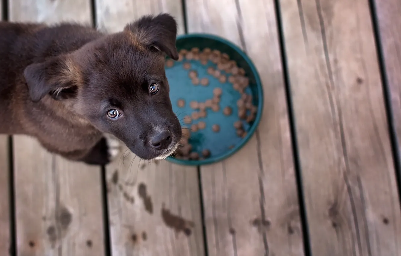 Photo wallpaper look, each, food, dog