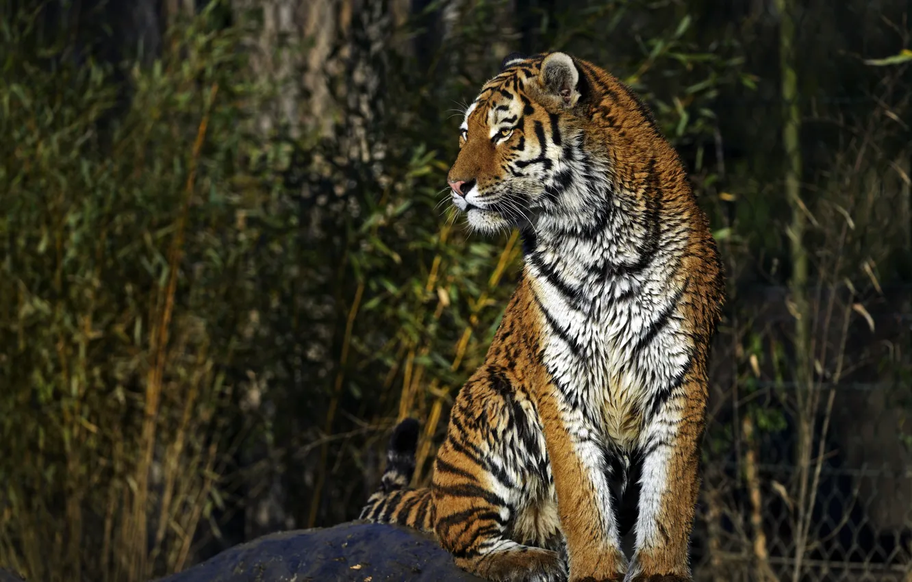 Photo wallpaper cat, tiger, wet, Amur
