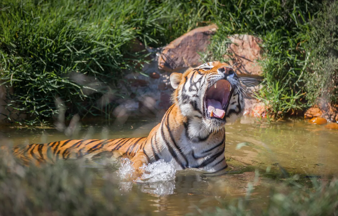 Photo wallpaper tiger, predator, mouth, grin, in the water, roar