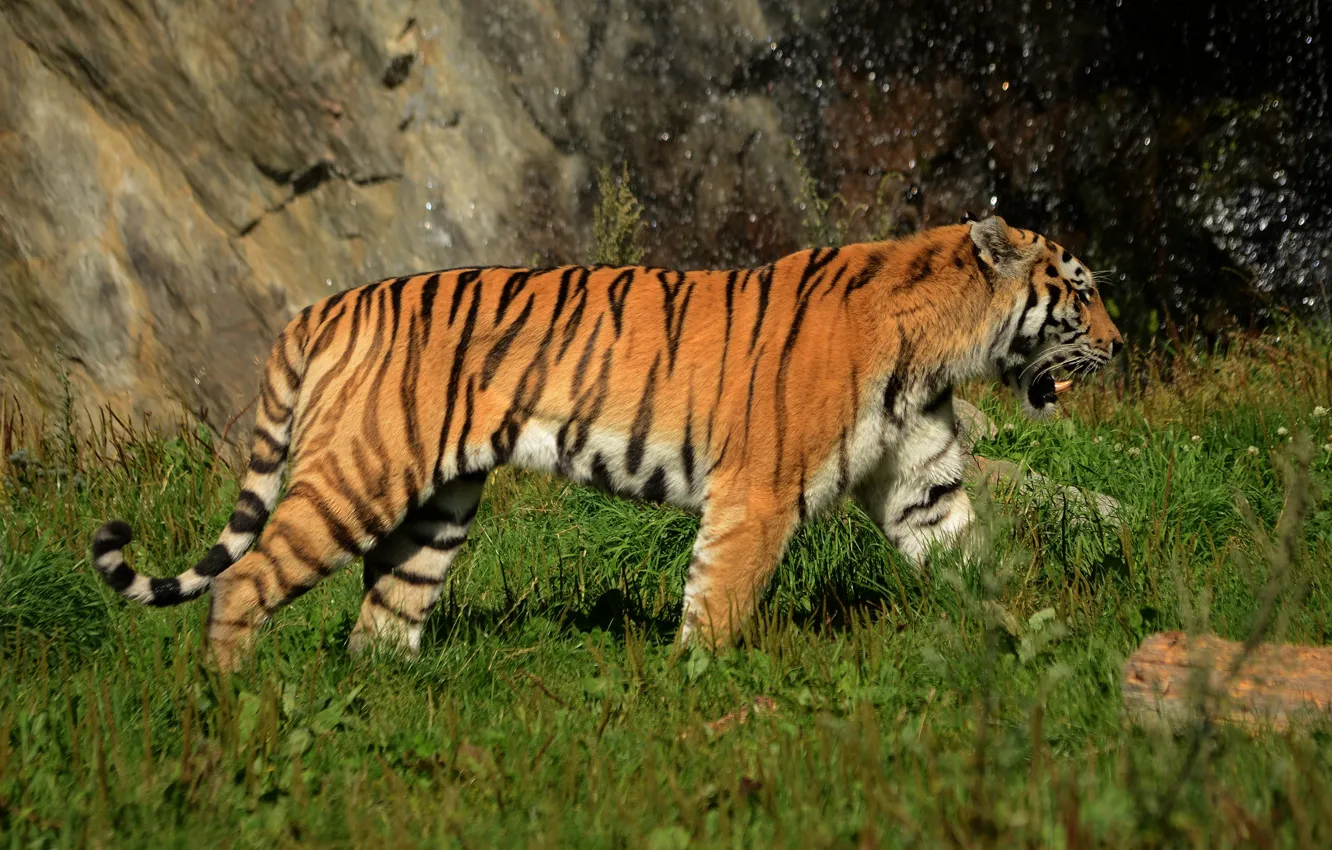 Photo wallpaper tiger, rocks, waterfall, profile, walk