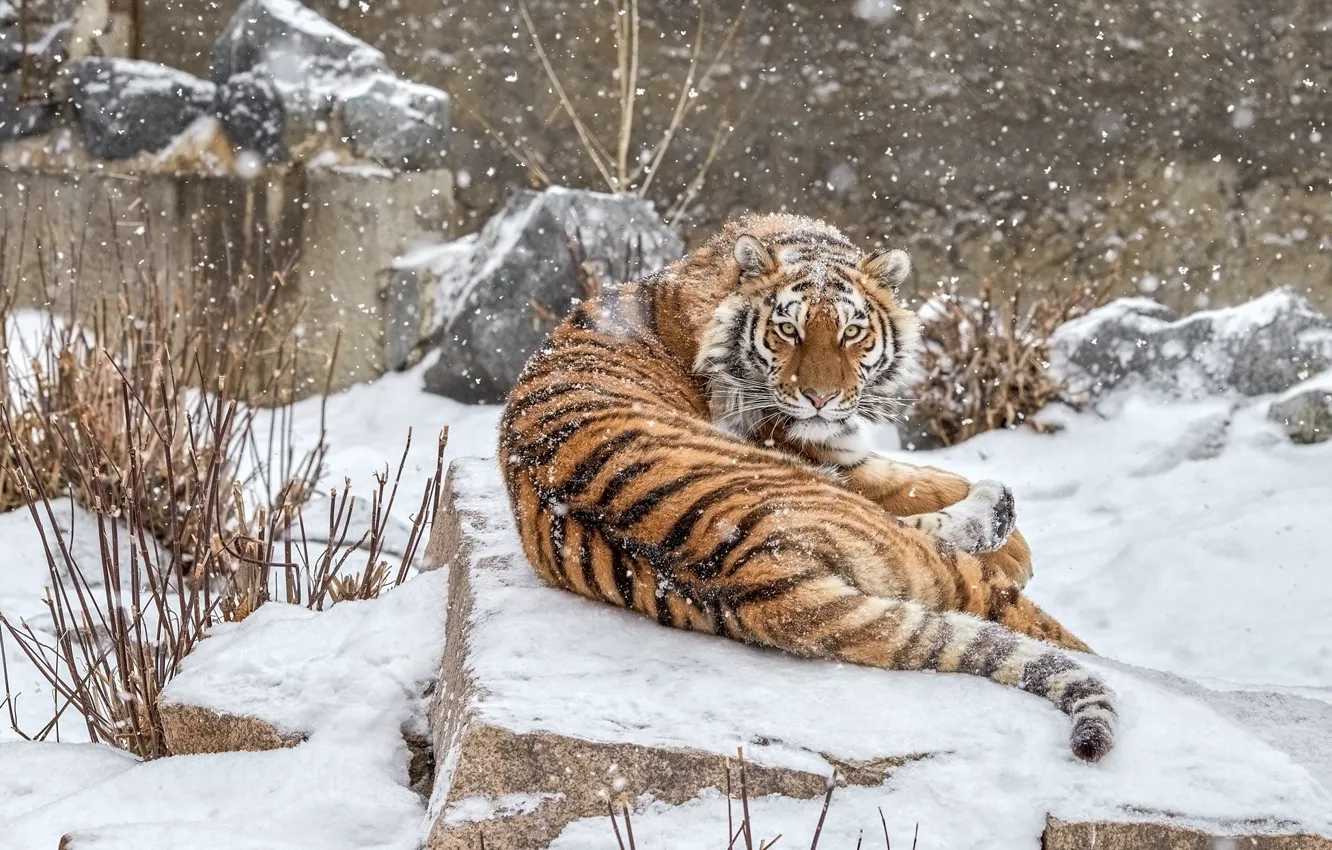 Photo wallpaper winter, look, face, snow, branches, tiger, pose, stones