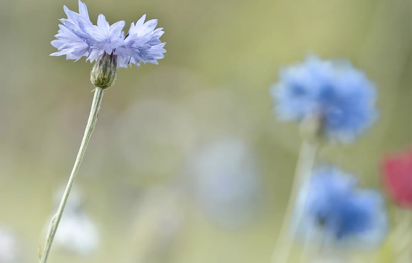 Photo wallpaper macro, focus, blur, Cornflowers, light blue