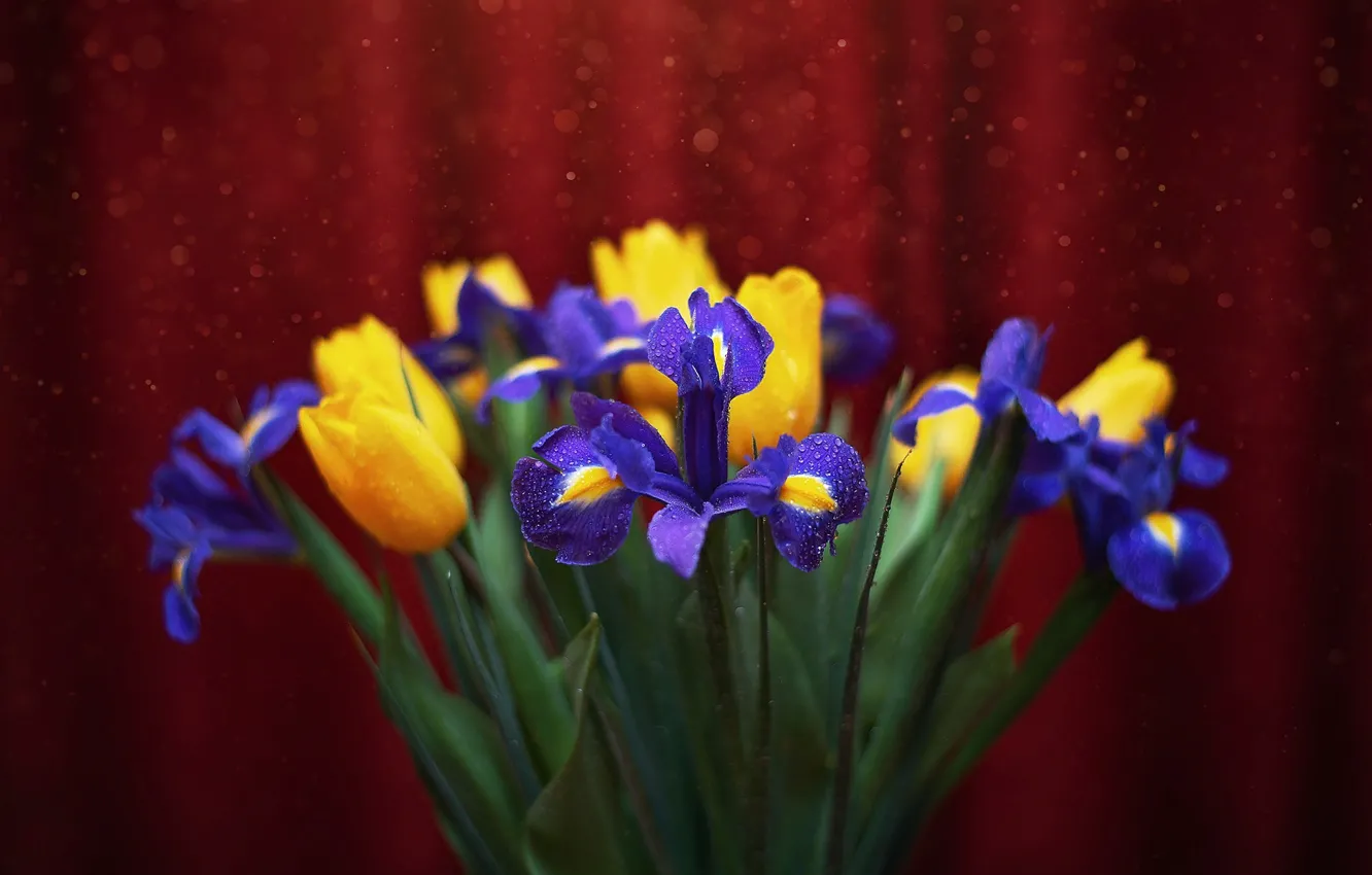 Photo wallpaper water, drops, macro, flowers, tulips, bokeh, iris