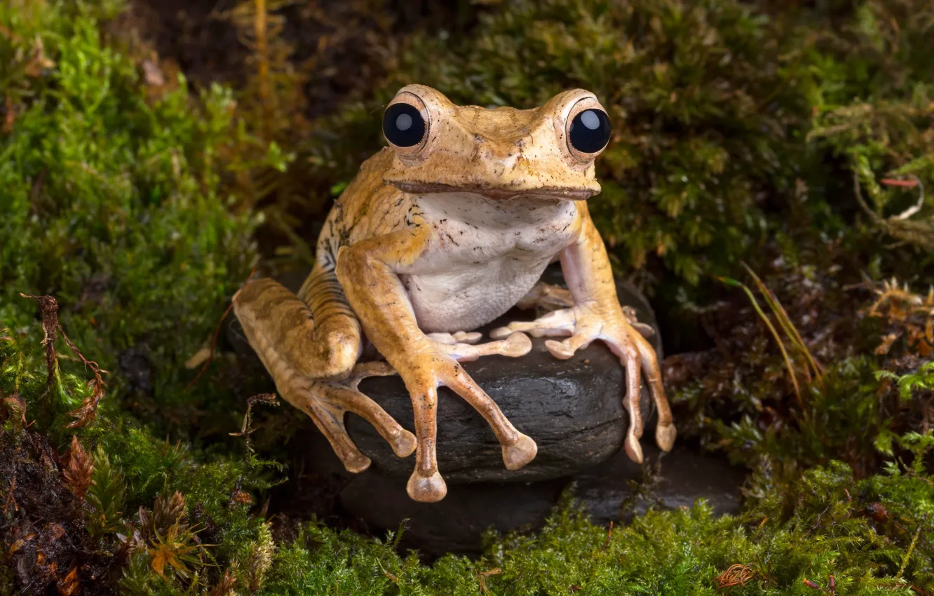 Photo wallpaper chest, macro, nature, stones, thickets, model, moss, frog