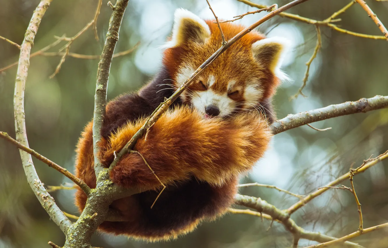 Photo wallpaper branches, nature, tree, animal, red Panda, bokeh, red Panda