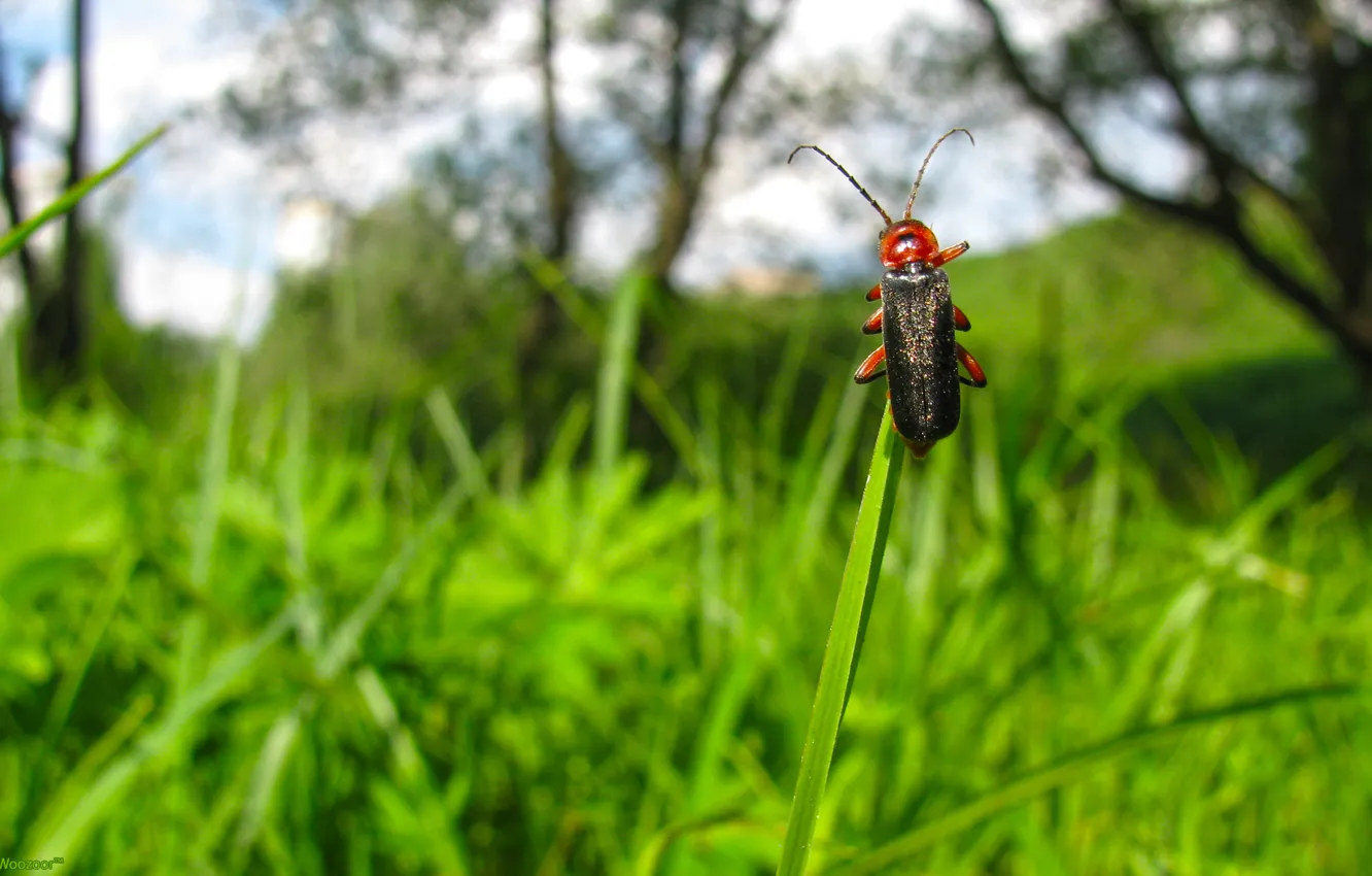 Photo wallpaper the sky, grass, clouds, macro, nature, Beetle, insect