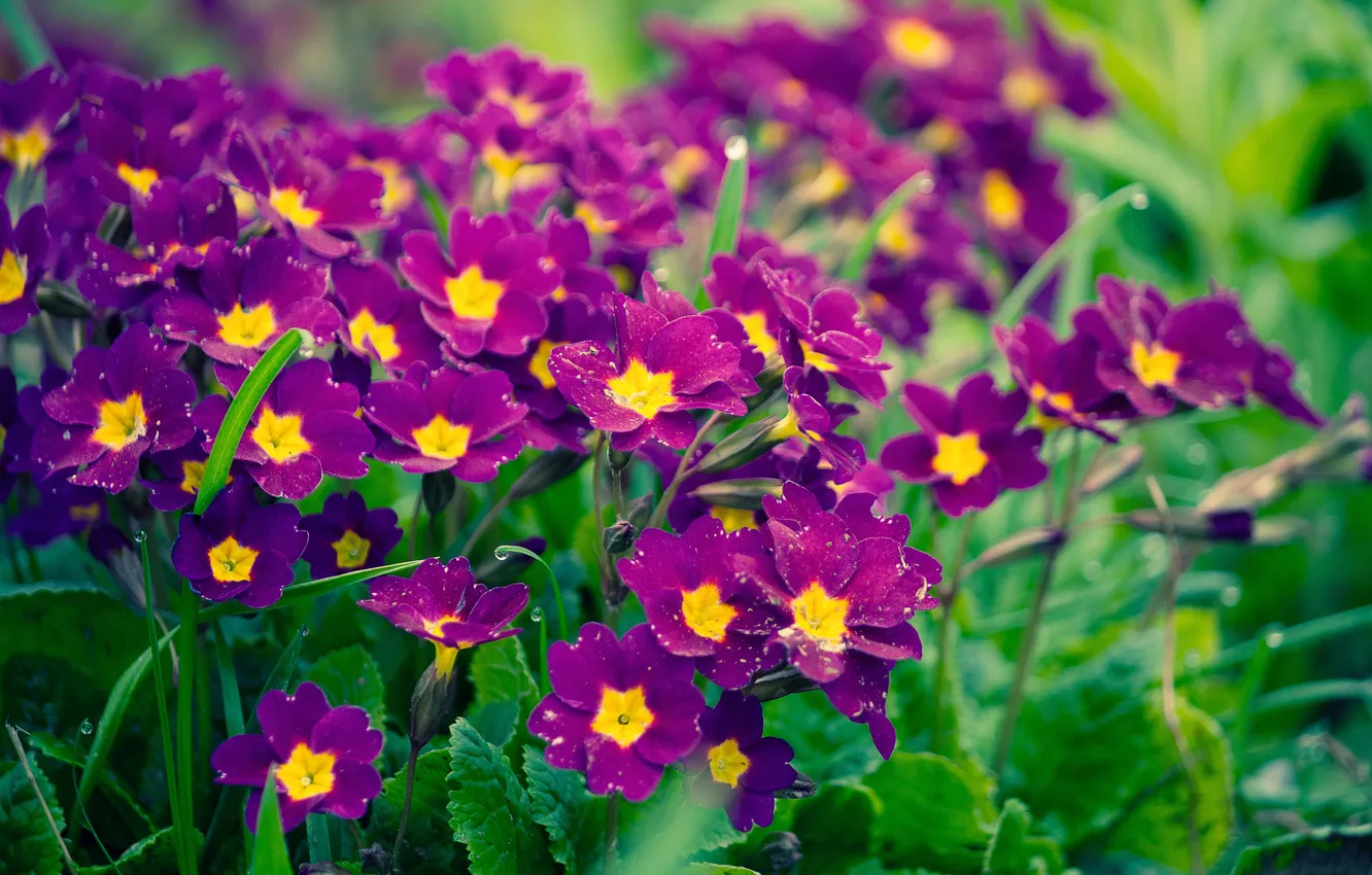 Photo wallpaper field, summer, grass, macro, flowers, yellow, ease, plant