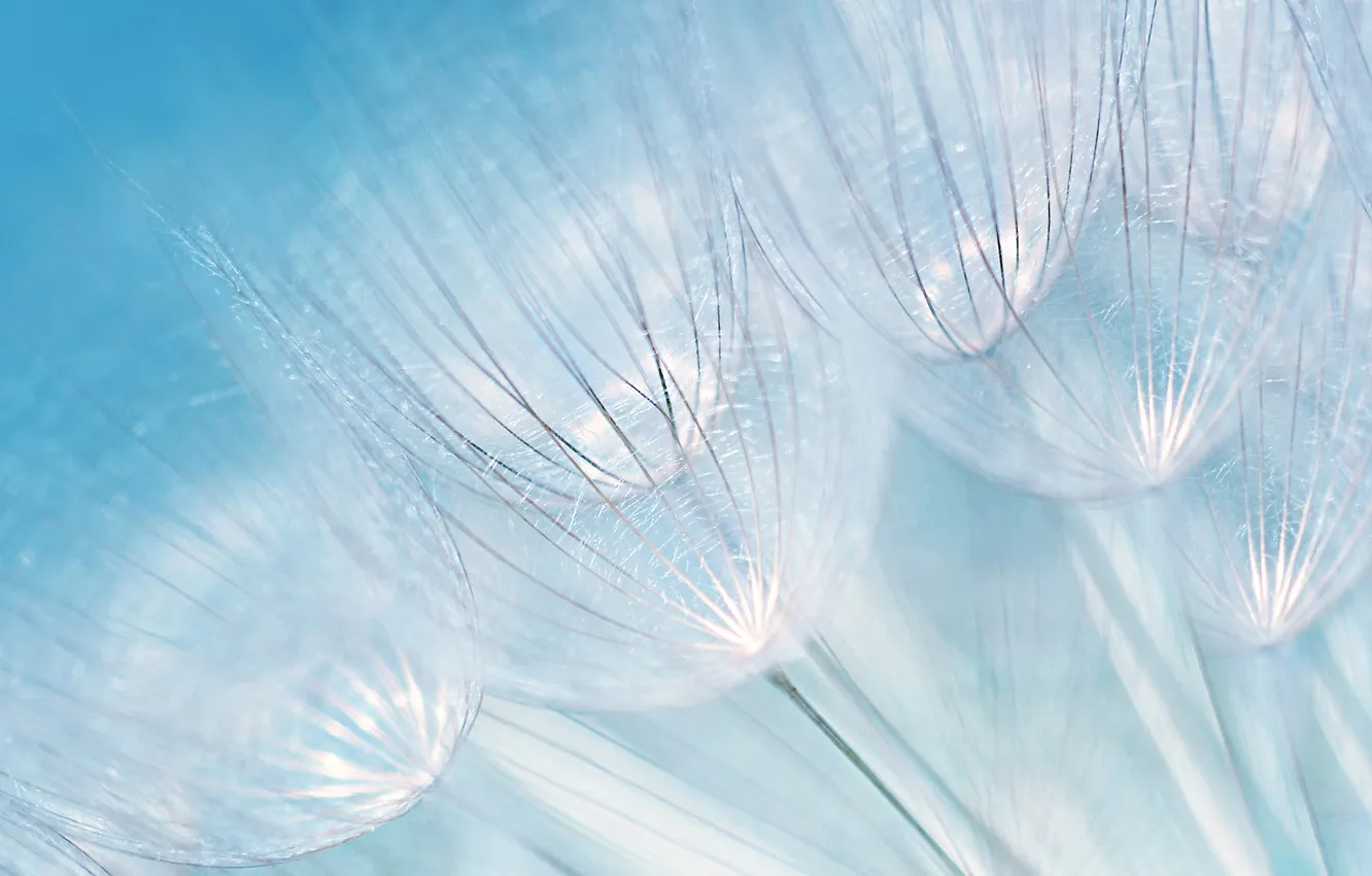Photo wallpaper dandelion, fluff, fragility