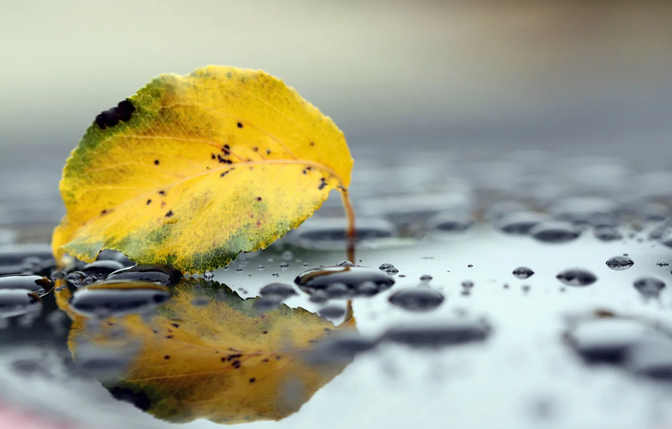Photo wallpaper autumn, leaves, drops