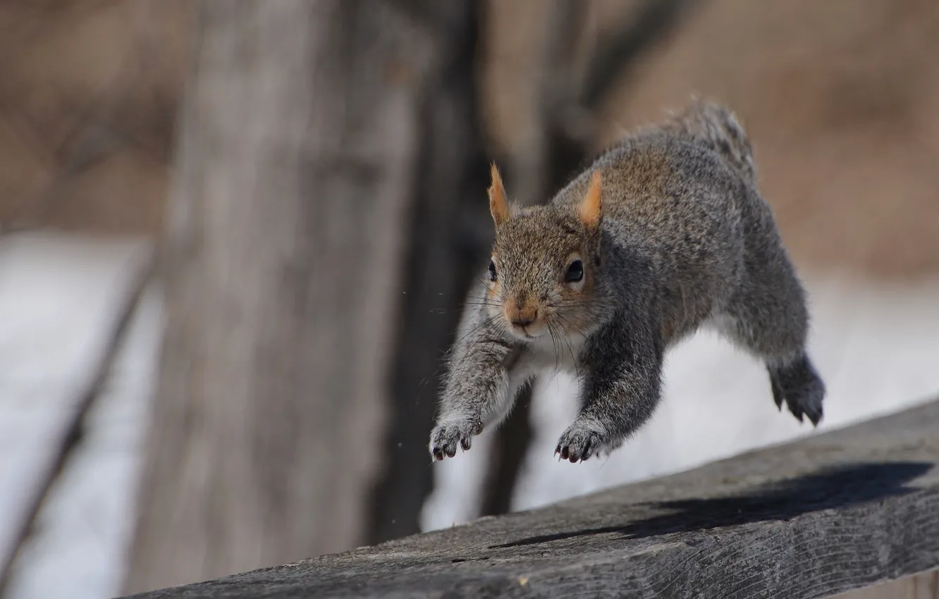Photo wallpaper Board, protein, running, run
