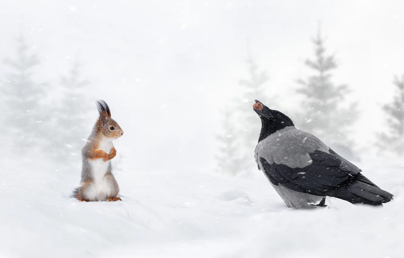 Photo wallpaper winter, snow, bird, protein, crows, red, nuts