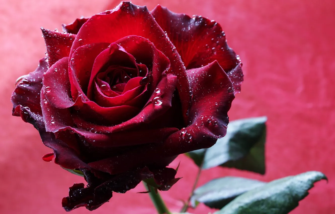 Photo wallpaper close-up, pink background, drops, Burgundy rose