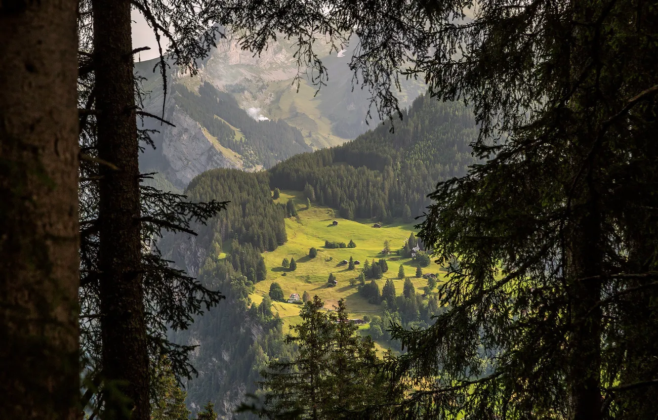 Photo wallpaper forest, trees, mountains, branches, rocks, view, height, ate