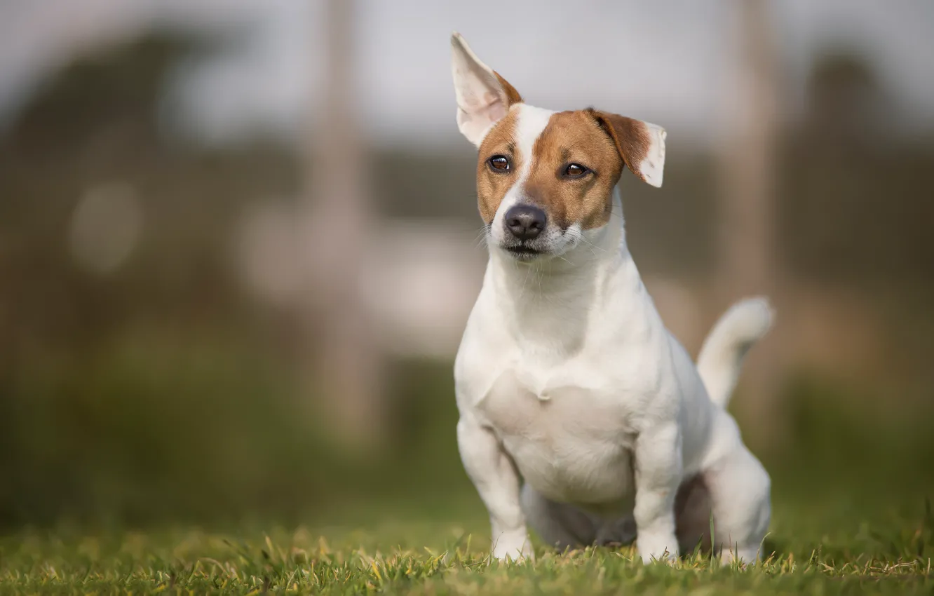 Photo wallpaper grass, dog, bokeh, doggie, Jack Russell Terrier