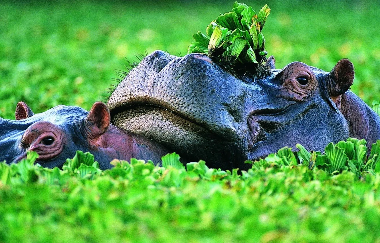 Photo wallpaper big, hippo, animal, Swamp-