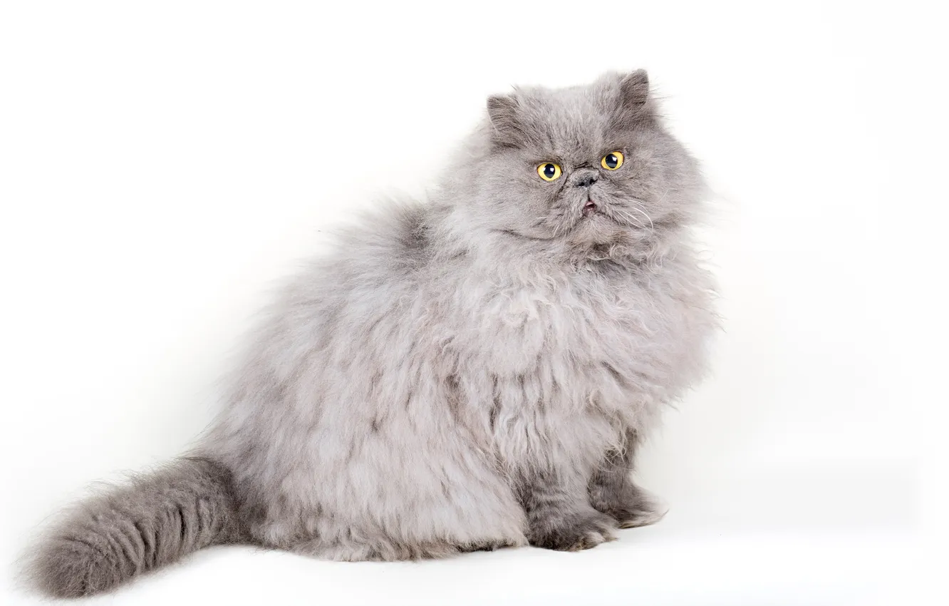 Photo wallpaper cat, cat, look, pose, grey, fluffy, white background, face