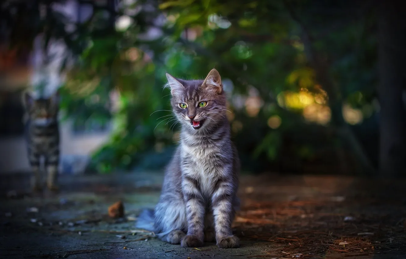 Photo wallpaper cat, trees, Park, foliage, mouth, kitty, sitting, striped