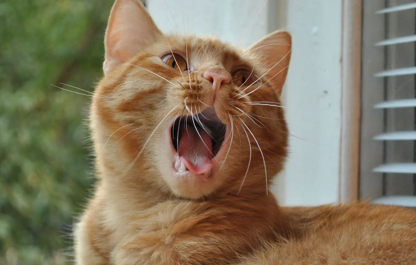 Photo wallpaper cat, mustache, red, lies, yawns