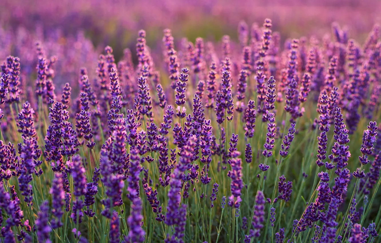 Photo wallpaper macro, lavender, bokeh