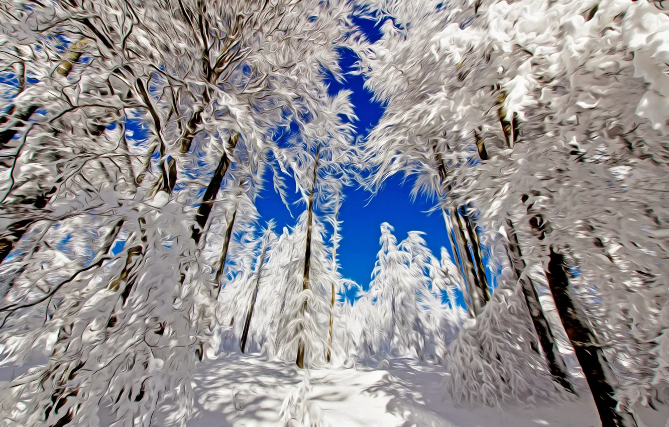 Photo wallpaper winter, forest, the sky, snow, trees, line, landscape, nature