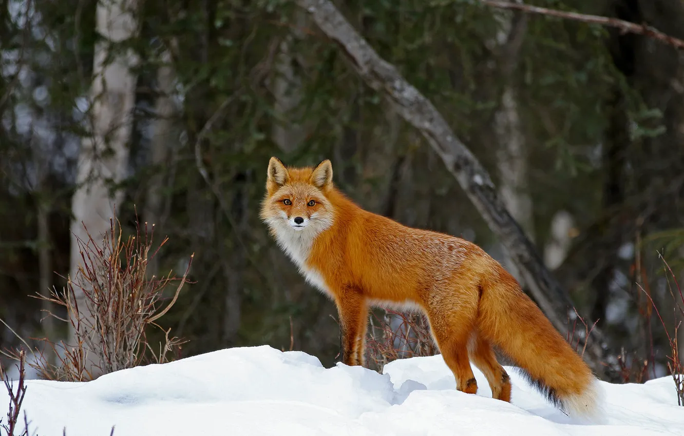 Photo wallpaper winter, forest, look, snow, trees, nature, Fox, red