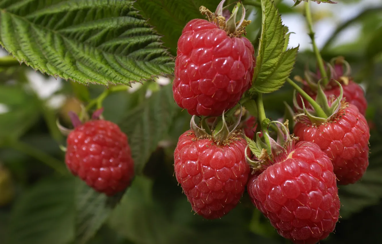 Photo wallpaper macro, nature, berries, raspberry, the bushes