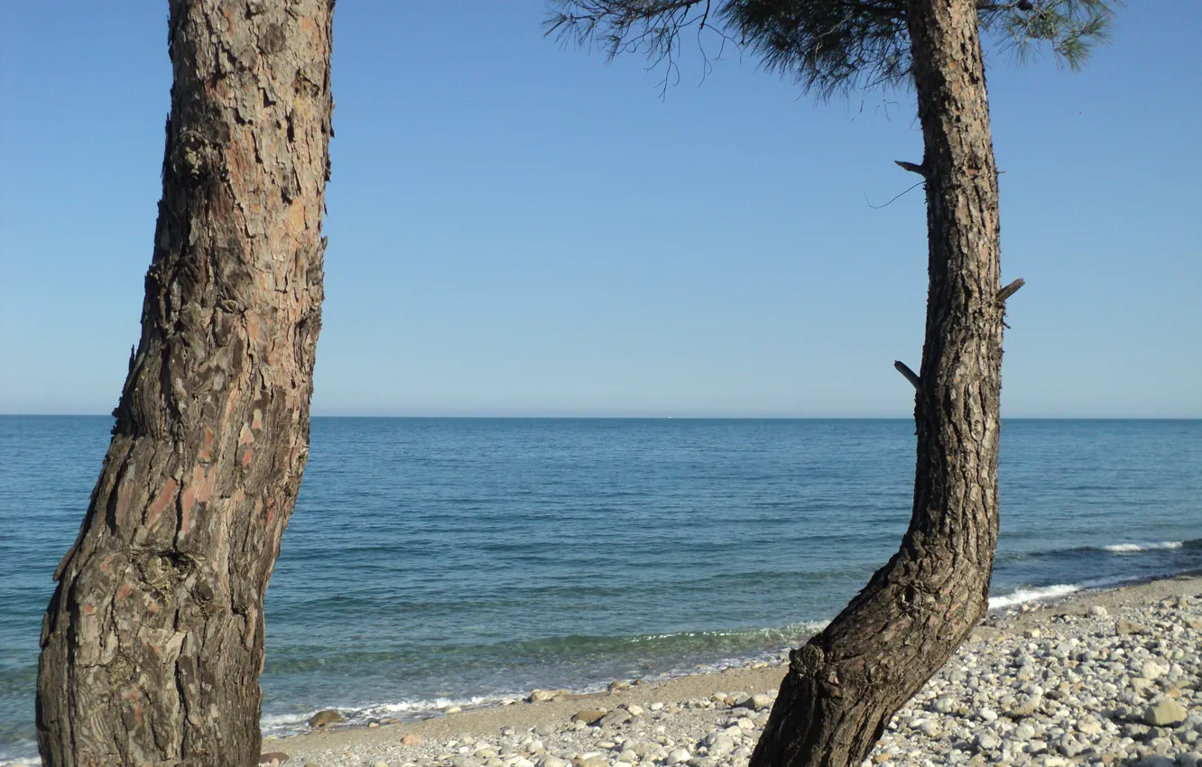 Photo wallpaper sea, summer, the sky, shore, pine