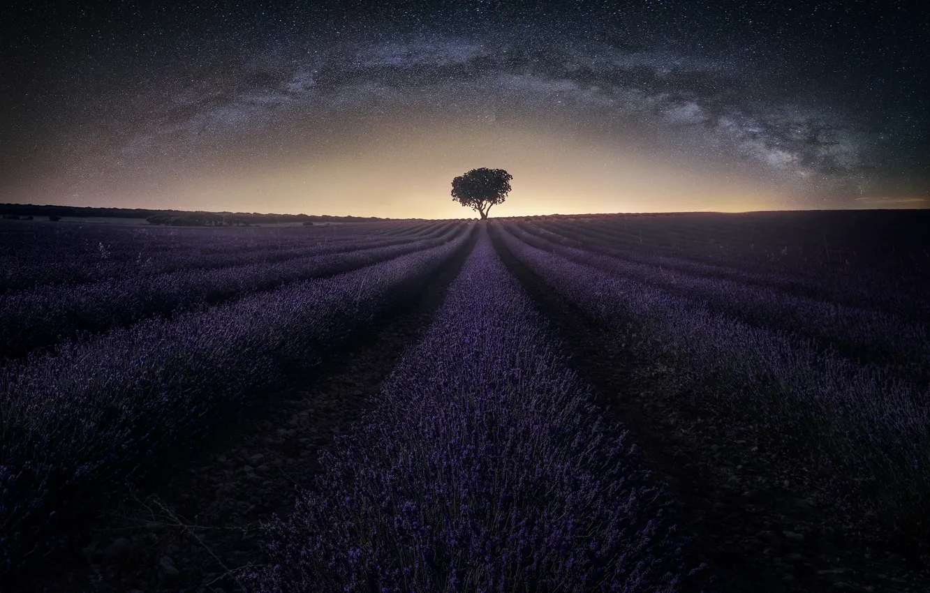 Photo wallpaper field, the sky, stars, night, the milky way, lavender