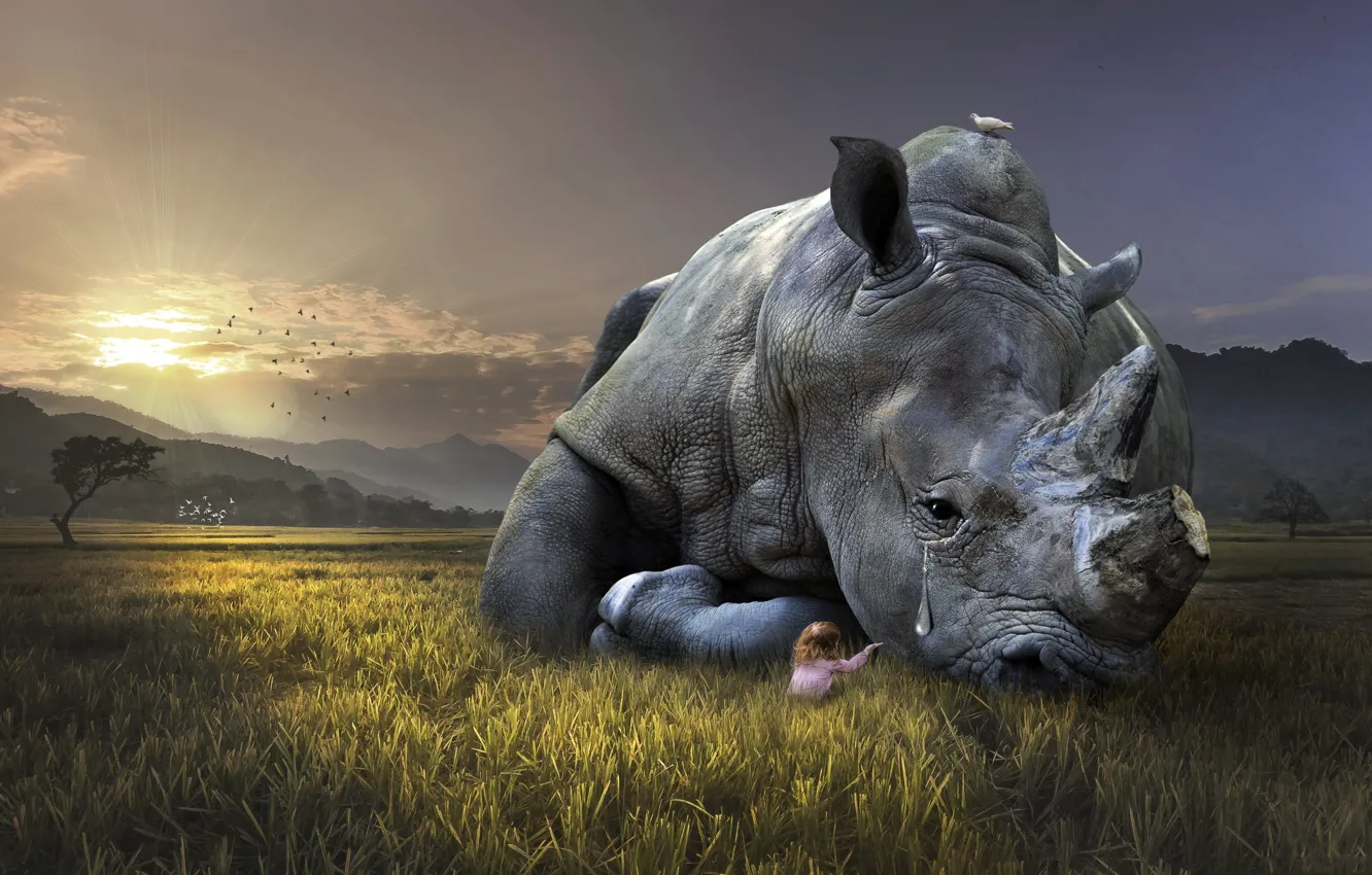 Photo wallpaper field, tears, girl, Rhino