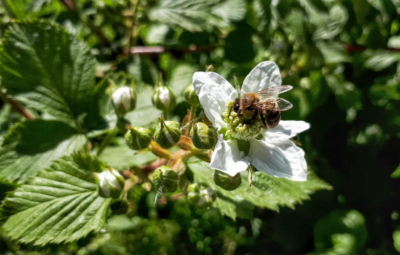 Photo wallpaper flowers, nature, nectar, OSA