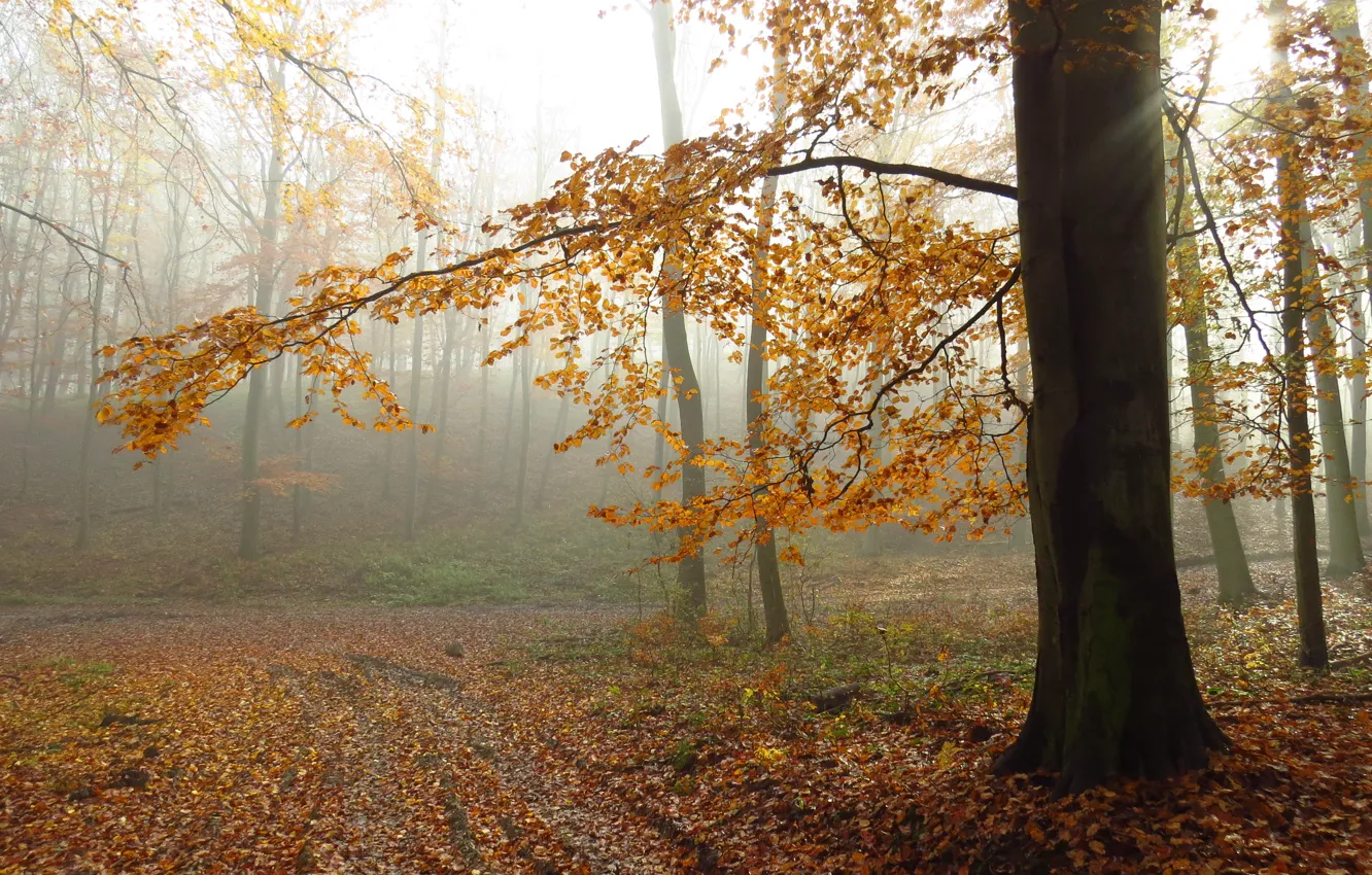 Photo wallpaper autumn, fog, foliage, trail, autumn, leaves, fog, path