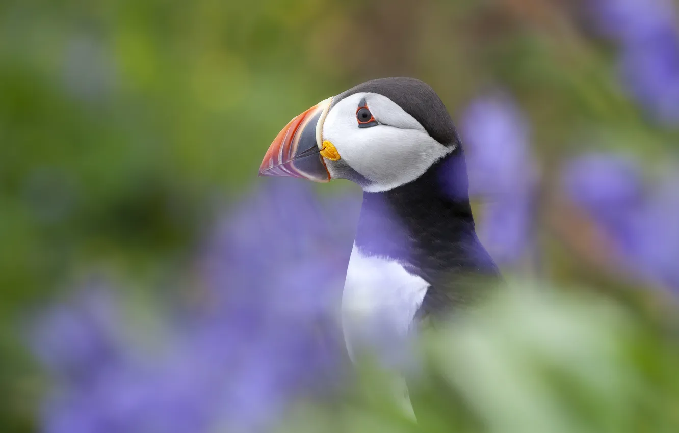 Photo wallpaper flowers, bird, profile, stalled, bokeh, Atlantic puffin