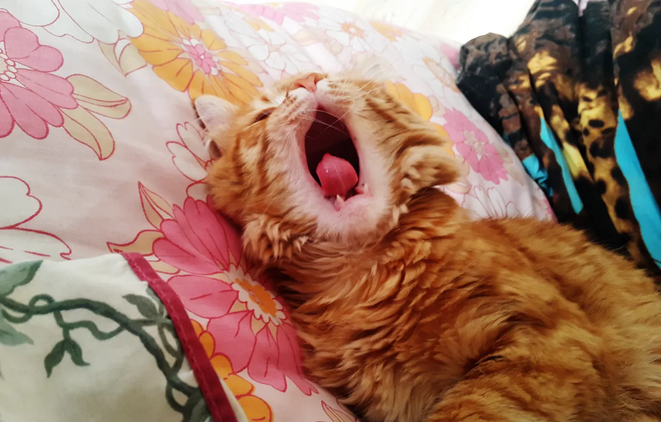 Photo wallpaper cat, red, yawns, sleepy