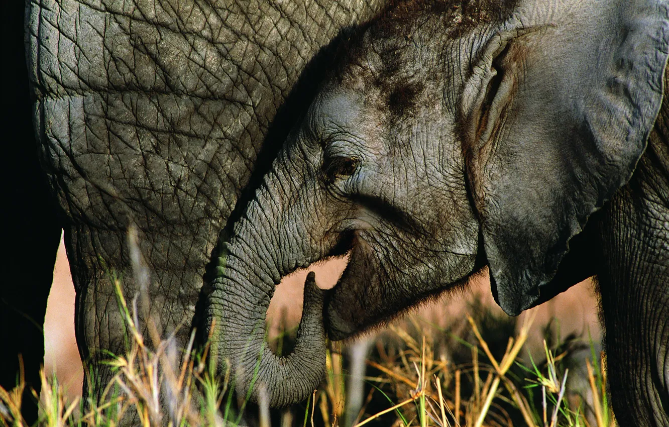 Photo wallpaper elephant, elephant, elephant