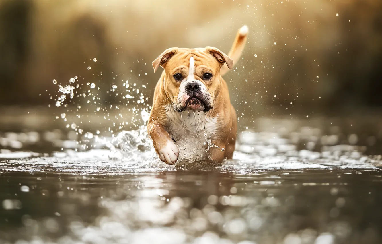 Photo wallpaper face, water, squirt, dog