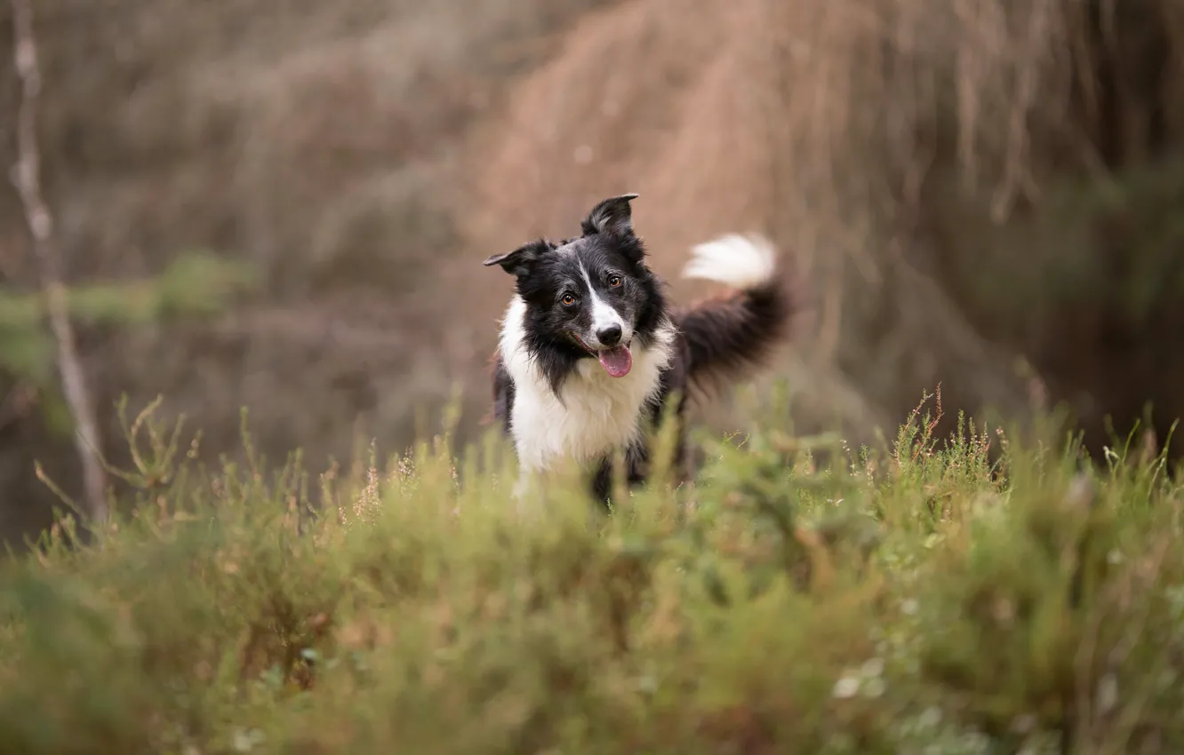 Photo wallpaper grass, face, nature, glade, dog, walk, the border collie