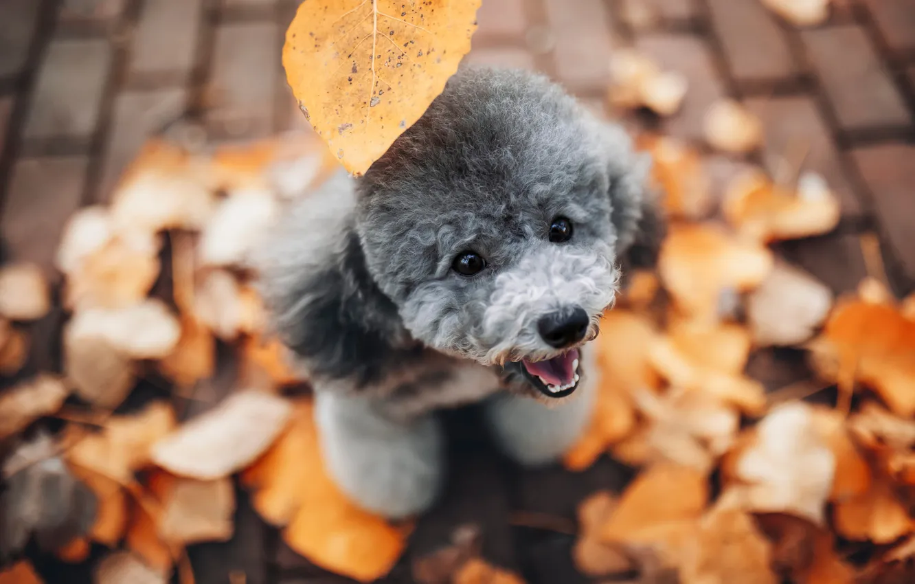 Photo wallpaper look, nature, pose, dog, puppy, face