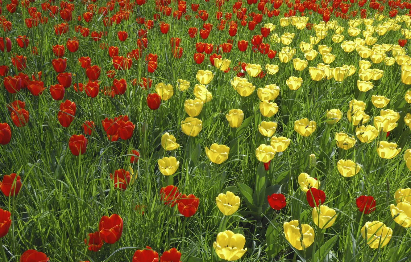 Photo wallpaper grass, nature, petals, garden, meadow, tulips
