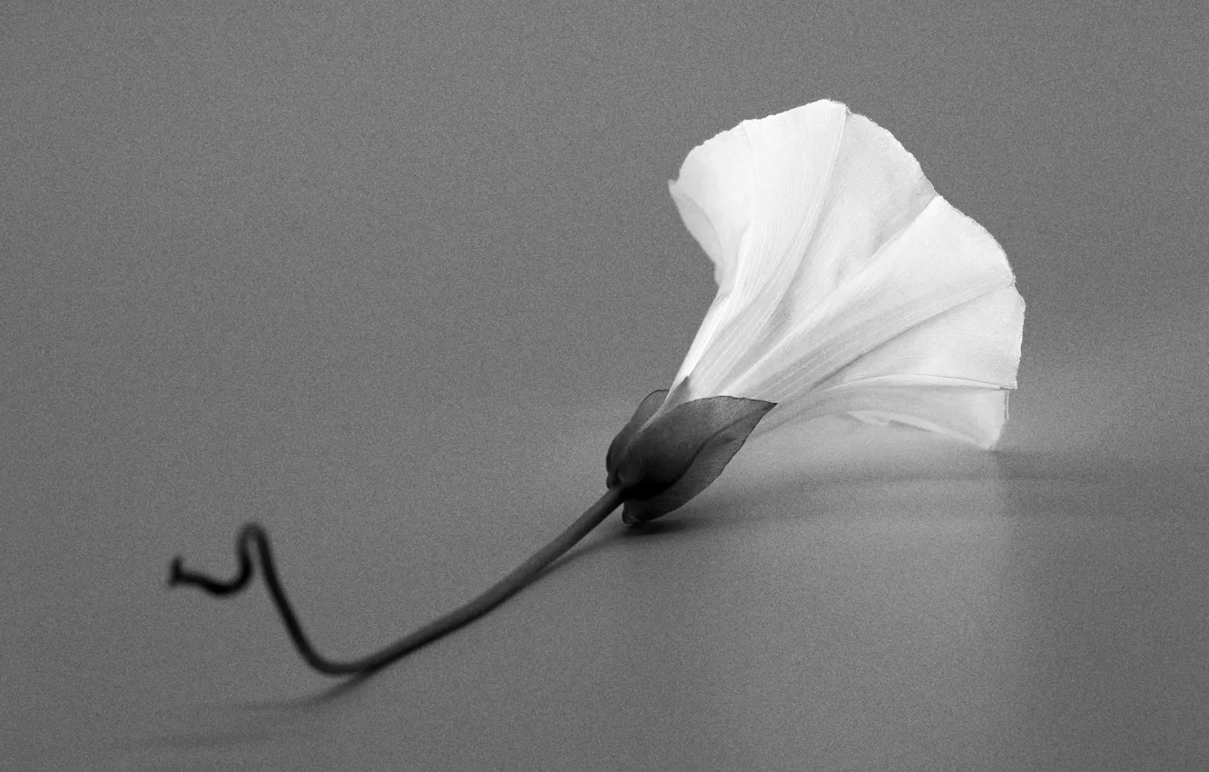 Photo wallpaper flowers, bells, bindweed, Black and white