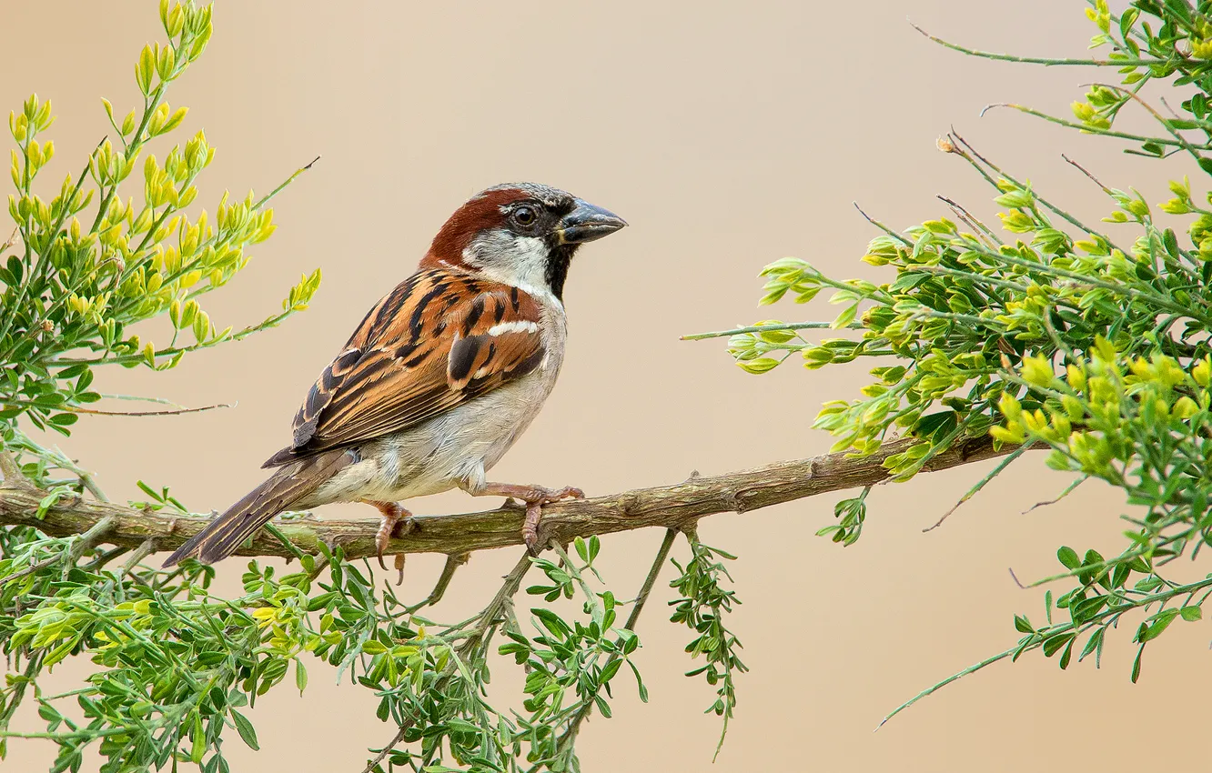 Photo wallpaper leaves, flowers, branches, bird, feathers, beak, Sparrow, tail