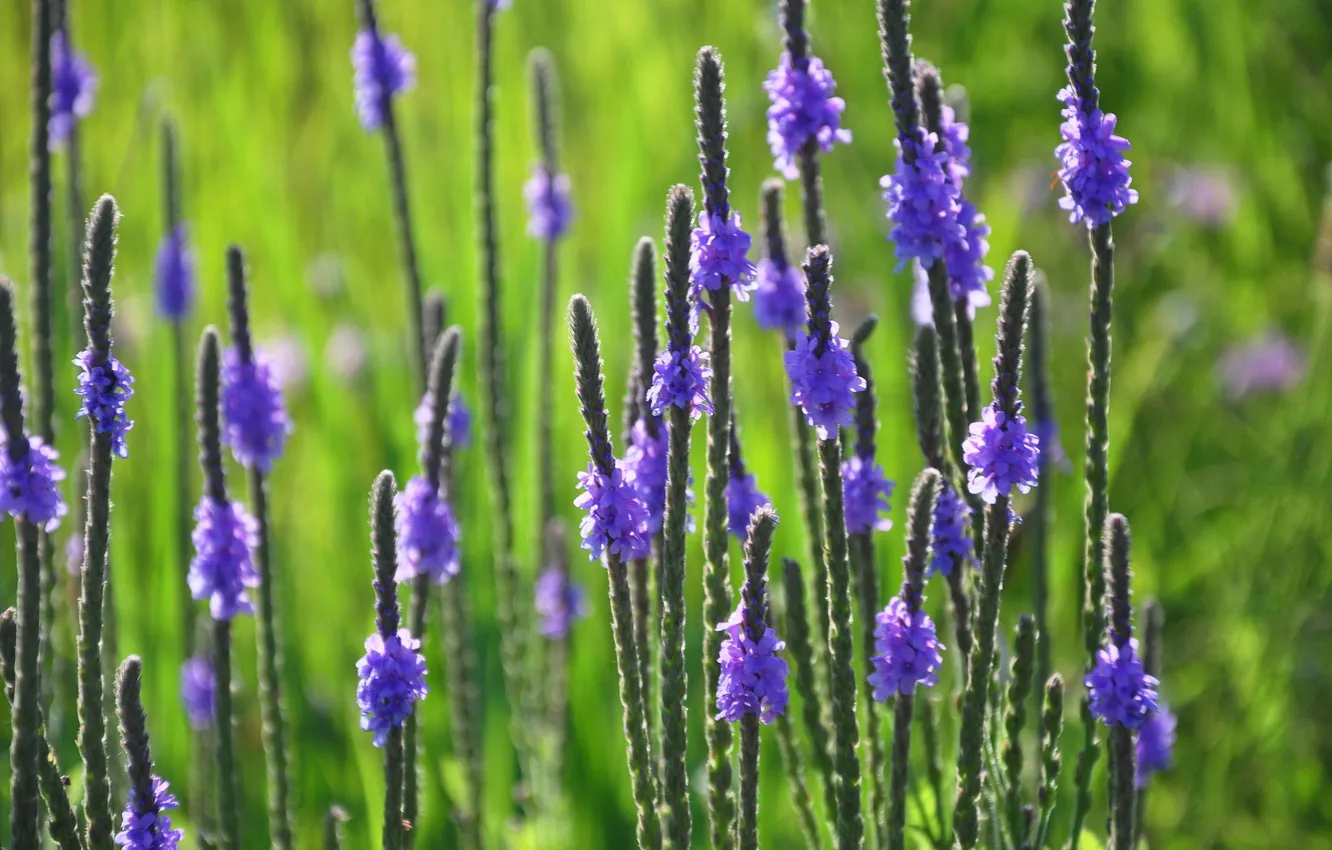 Photo wallpaper field, grass, macro, flowers, meadow
