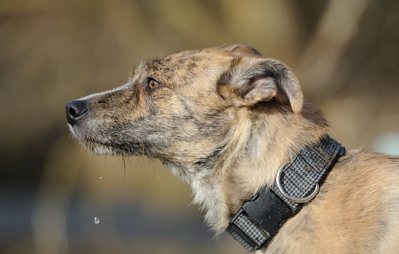 Photo wallpaper look, each, dog