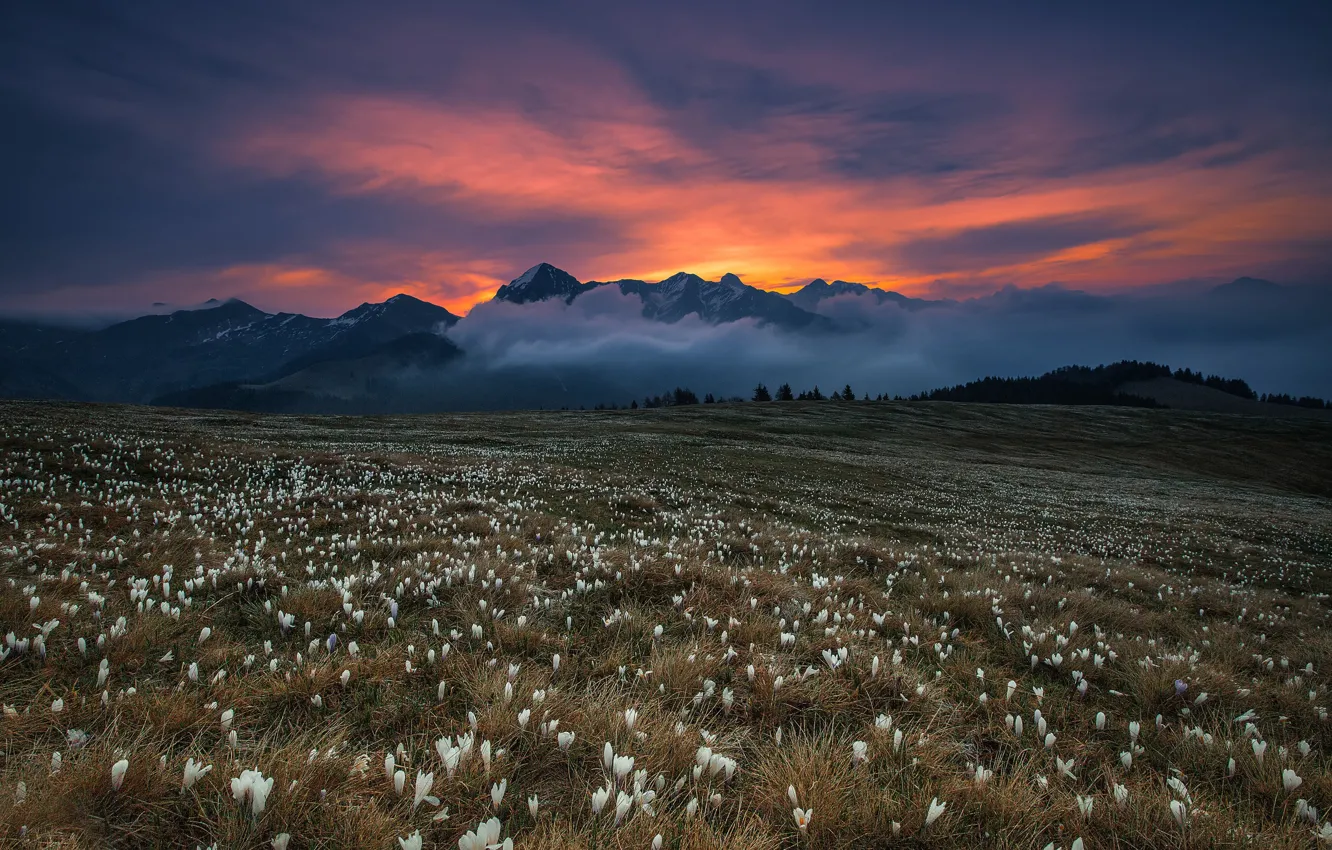 Photo wallpaper field, grass, flowers, mountains, fog, blooming dawn