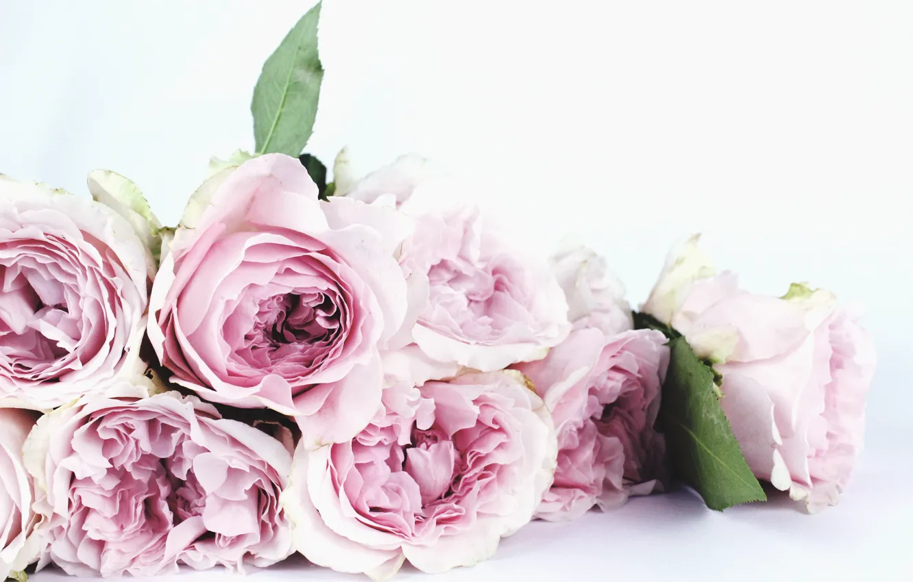 Photo wallpaper roses, bouquet, pink, blossom, flowers, petals, bouquet, roses