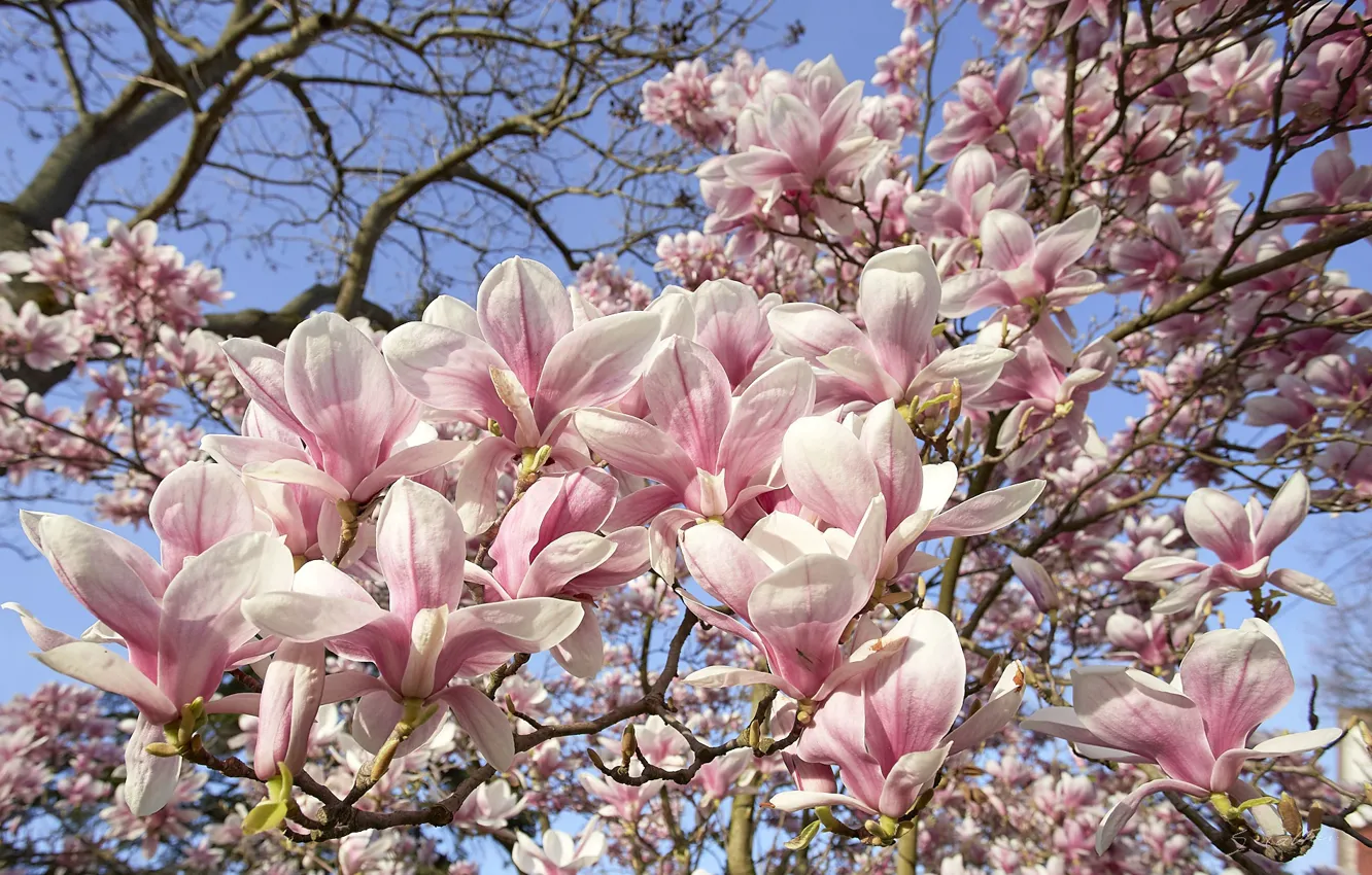 Photo wallpaper trees, spring, Magnolia