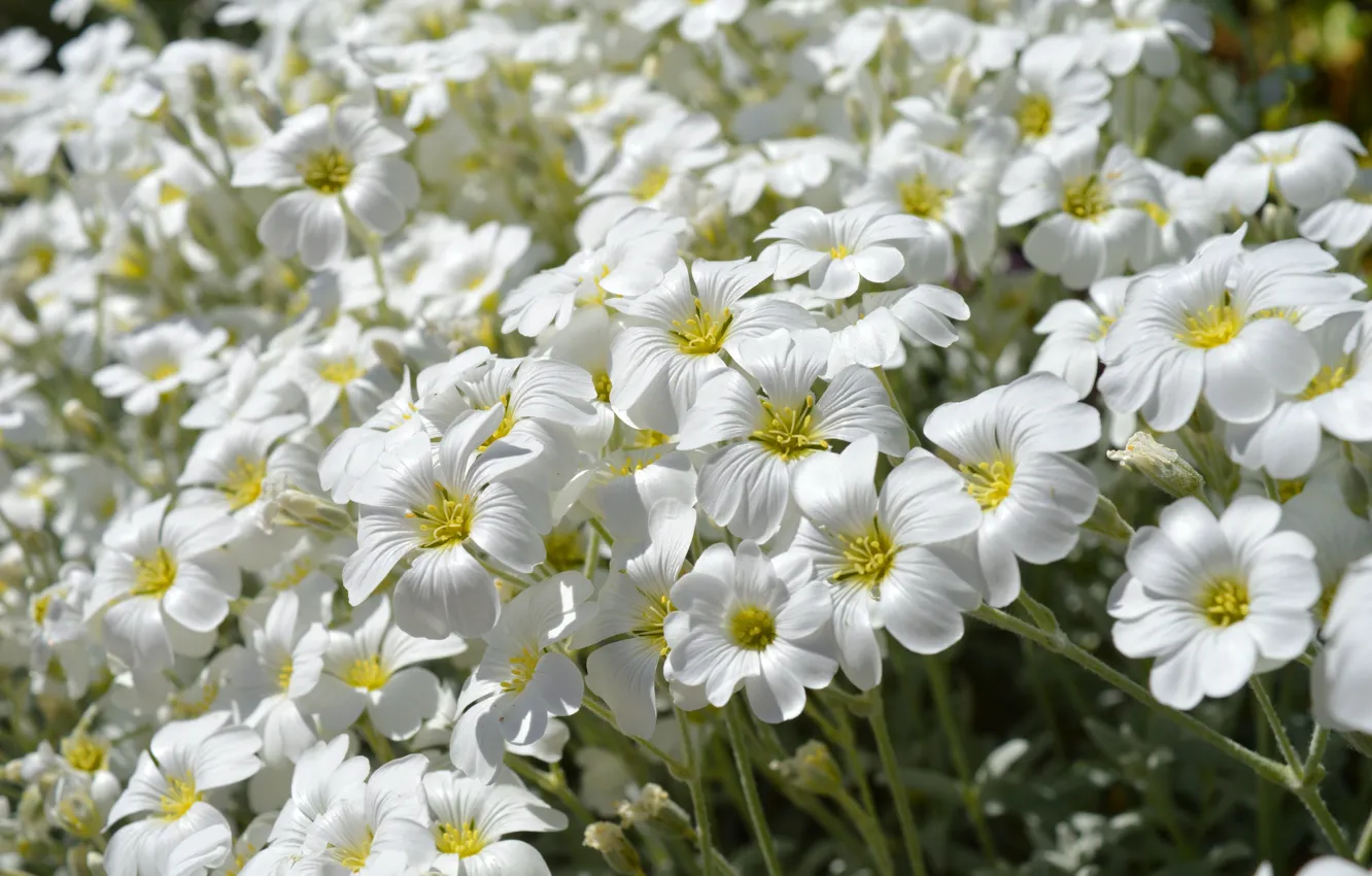 Photo wallpaper flowers, spring, white, a lot, povorotny, cerastium